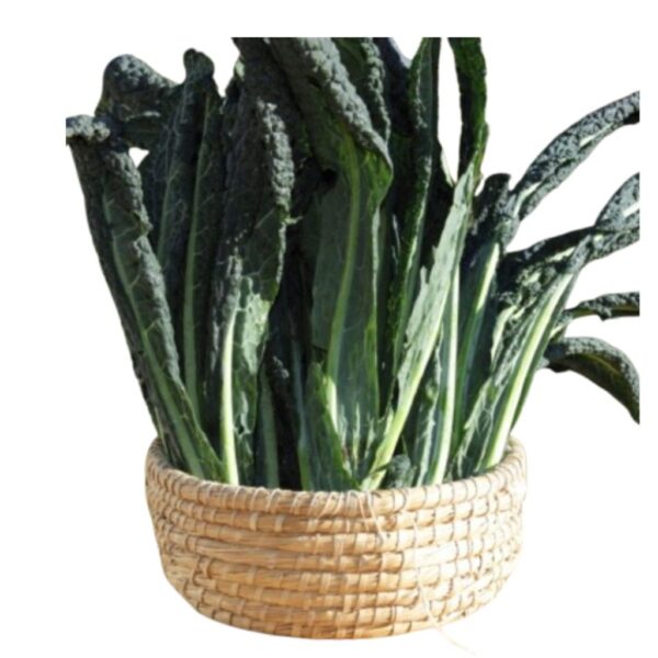Cavolo nero foglie