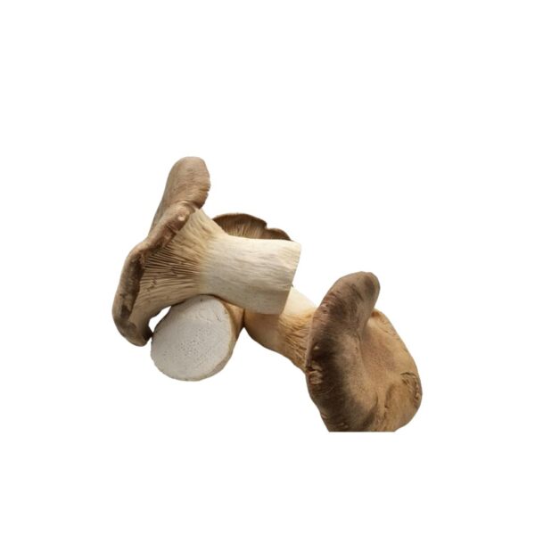 Funghi Cardoncelli