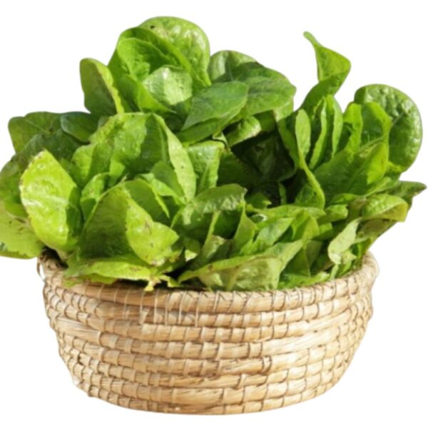 Insalata Lattuga Romana