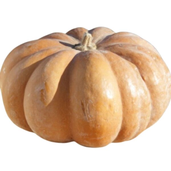 Zucca Moscata di Provenza