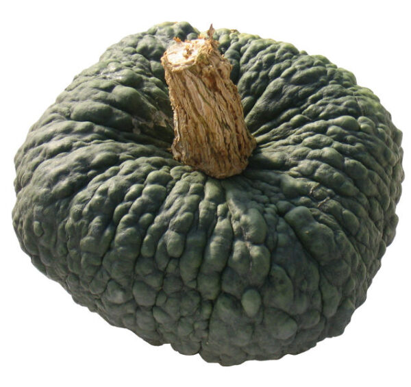 Zucca Marina di Chioggia